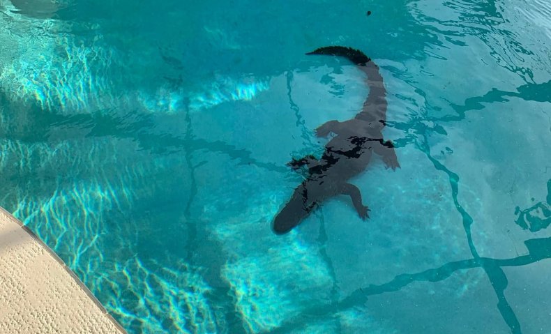 Alligator seen in Florida pool