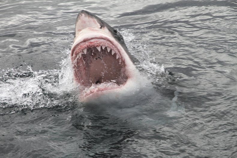 great white shark