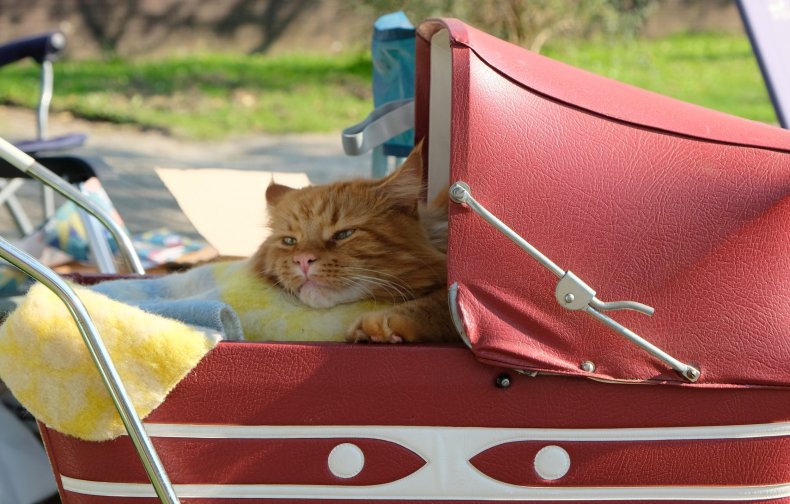 cat in stroller