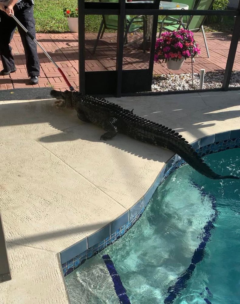 alligator