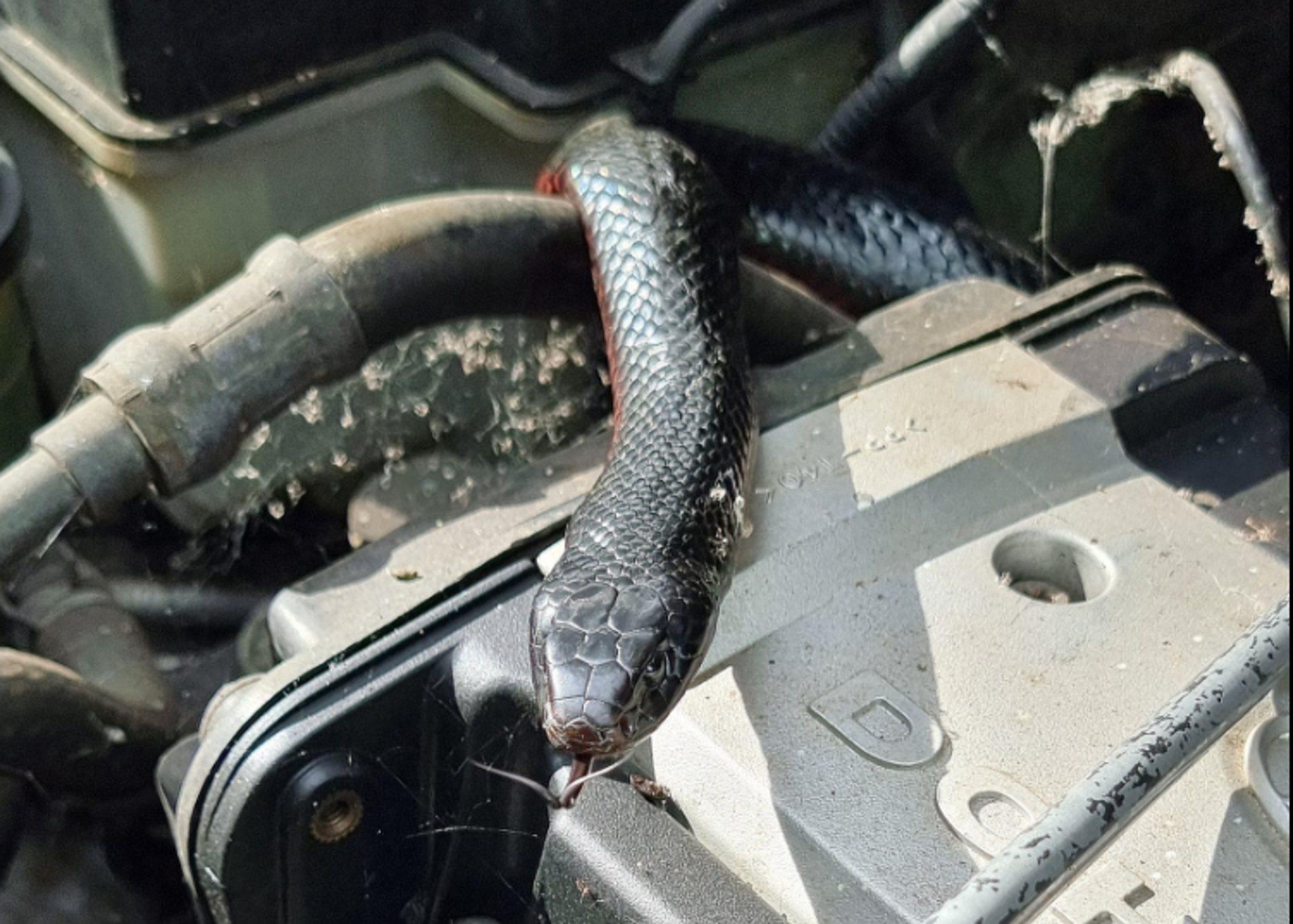 Watch Venomous Snake get Pulled Out of Car Engine