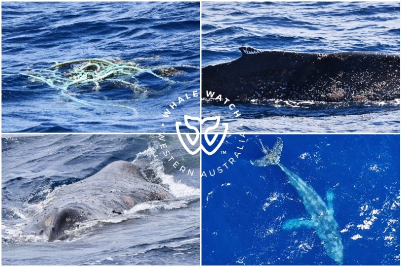 Orca seen helping Humpback Whale
