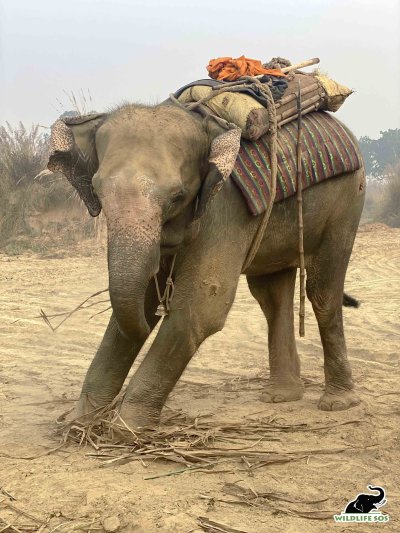 Pari the elephant Pari the elephant