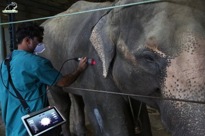 Pari the elephant Pari the elephant