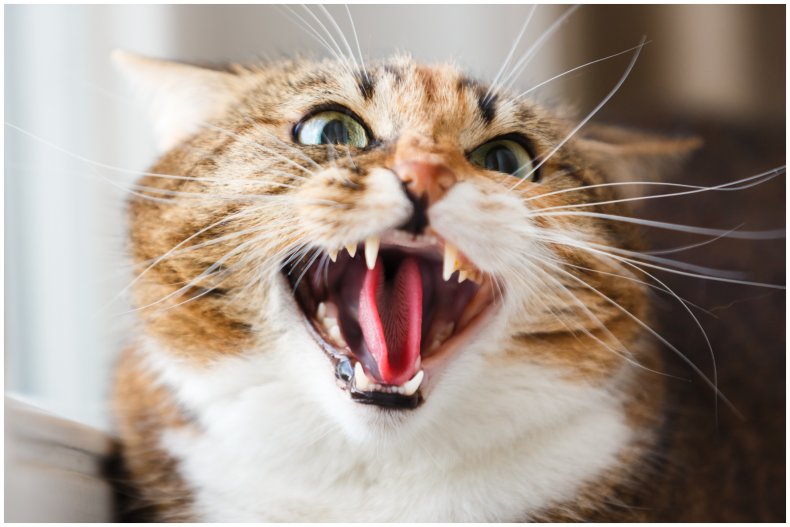 Stock image of angry cat