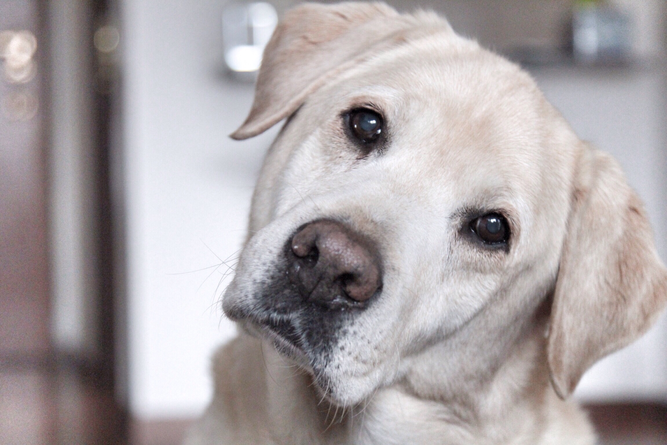 Labrador’s Hilarious Reaction After Wedging Himself in Tiny Dog’s Bed Goes Viral