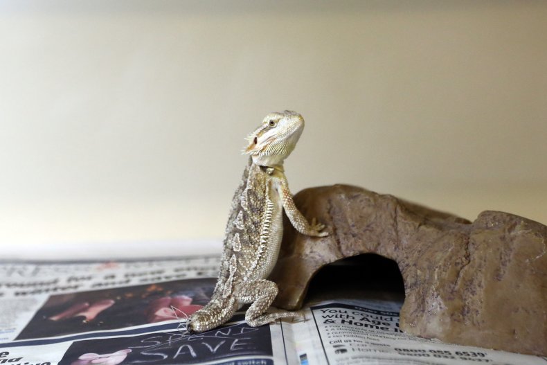 Bearded Dragon