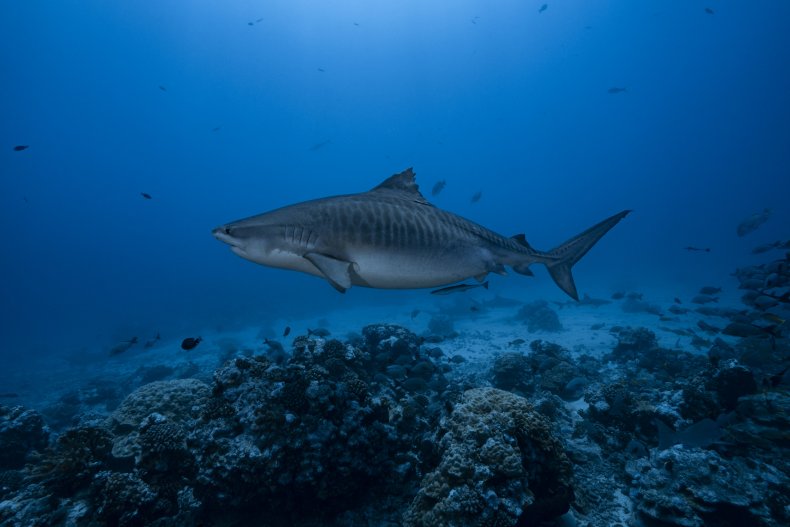 Tiger shark in French Polynesia