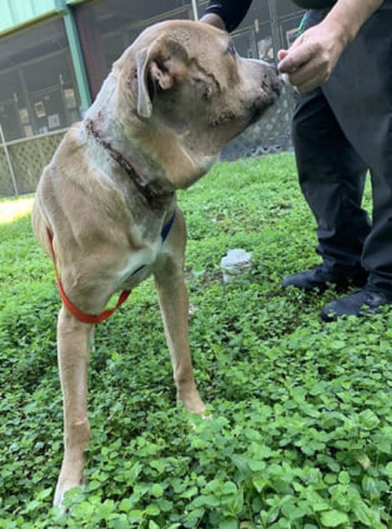 Dog after zip-tie removal