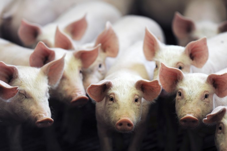 800 Pigs Dead on Iowa Farm