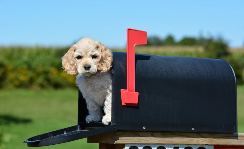dog mailbox
