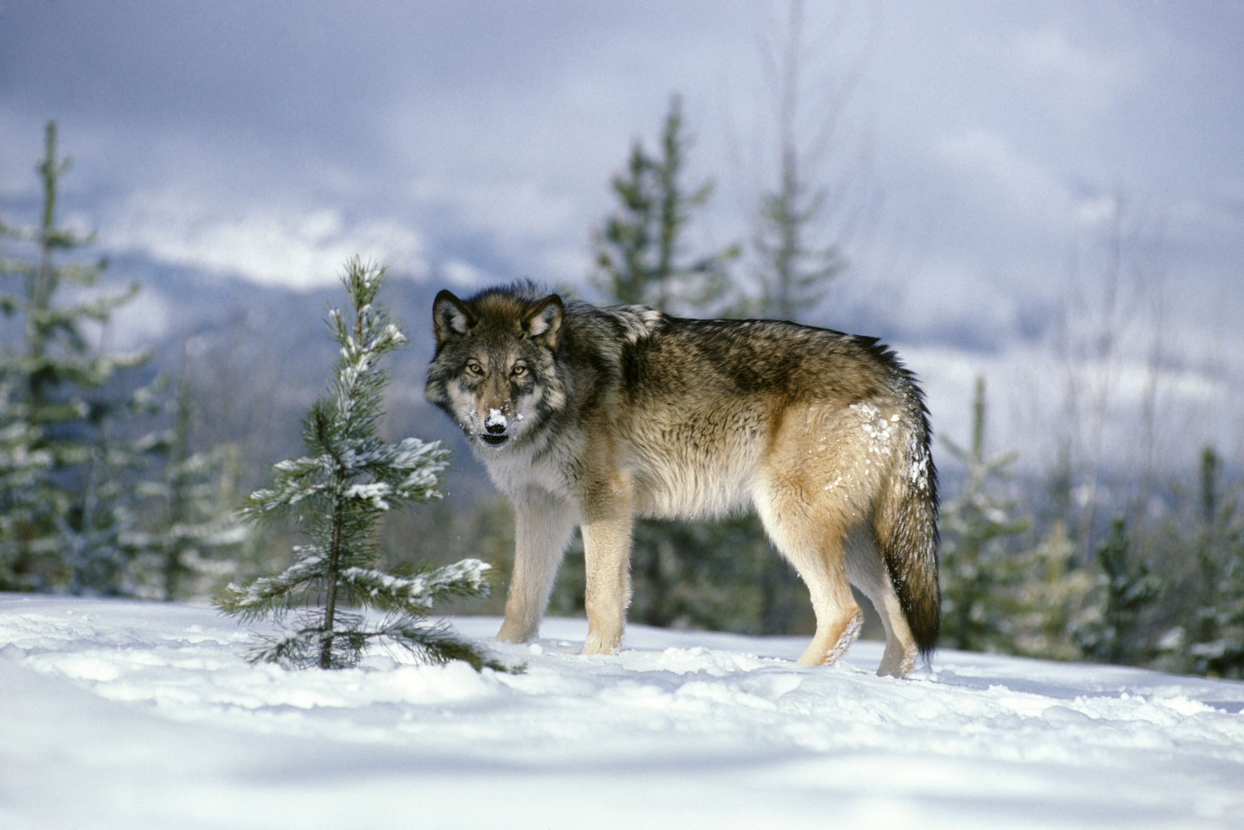 'Senseless' Killing of Young Oregon Wolf Prompts $16,500 Reward for