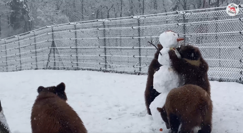 Bears play with snowman
