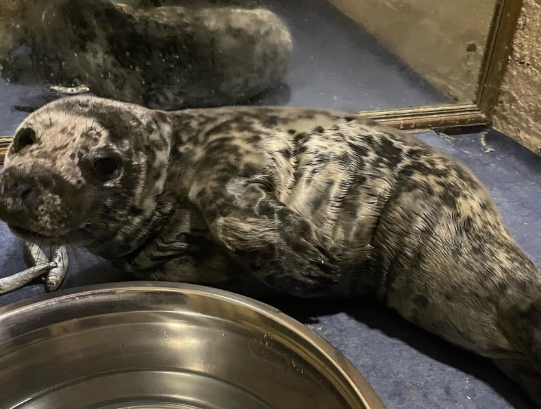 Seal rescued from British town