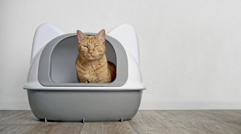 Cat in litterbox