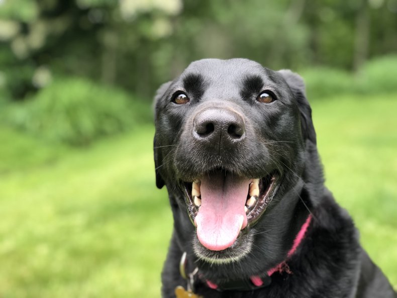 Black Labrador with mouth open