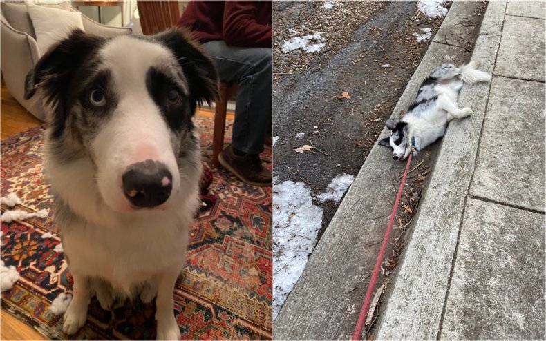 A dog on strike
