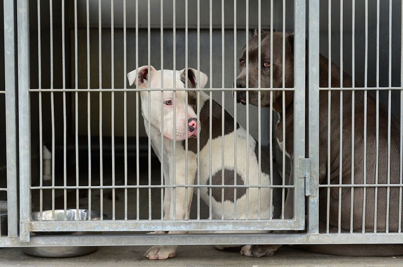Pitbulls in shelter