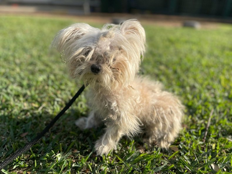 Betty White the dog