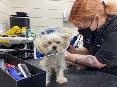 Betty White the dog being groomed