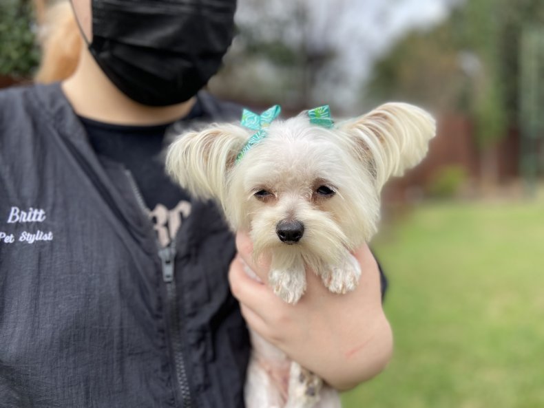 Betty White the dog