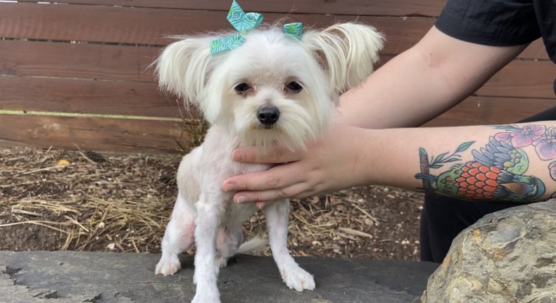 Betty White the dog