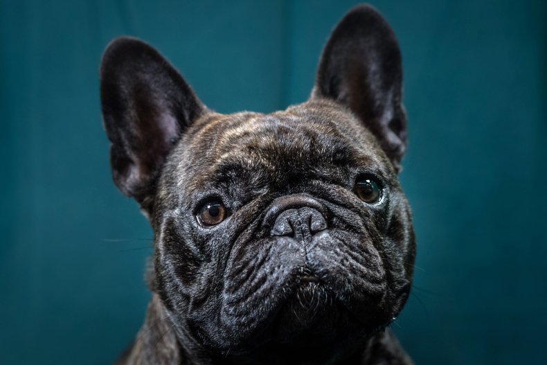 Thieves steal French bulldog