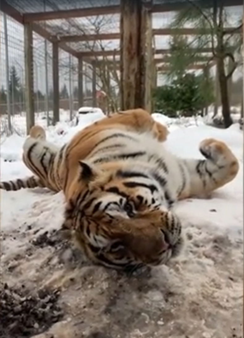 Tiger in snow 