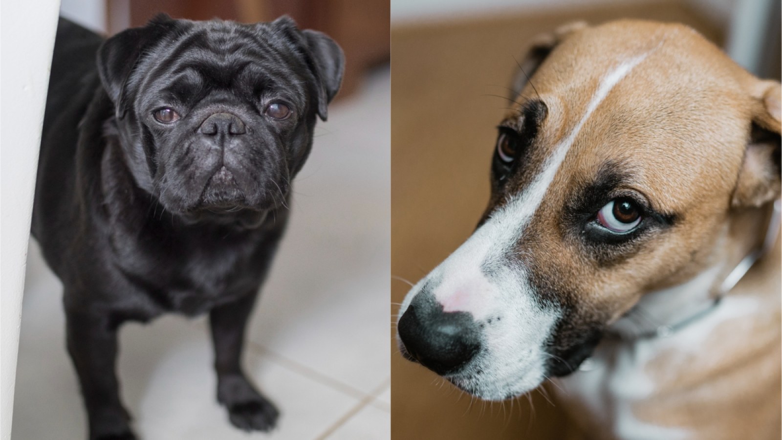 Dog S Hilarious Look Of Disapproval Every Time Owner S Pug Misbehaves Goes Viral Dog S Hilarious Look Of Disapproval Every Time Owner S Pug Misbehaves Goes Viral
