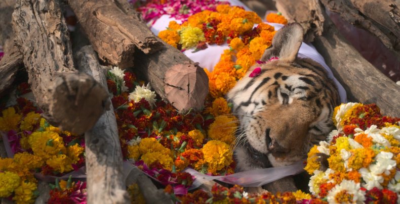 Collarwali tigress funeral in India