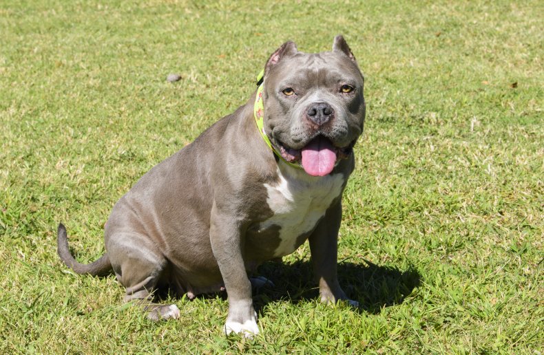 American bully