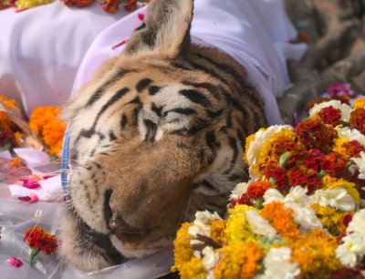 Collarwali tiger