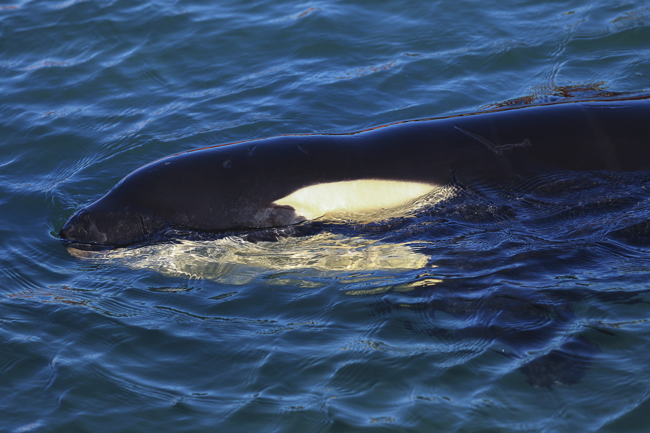 orca eating great white shark