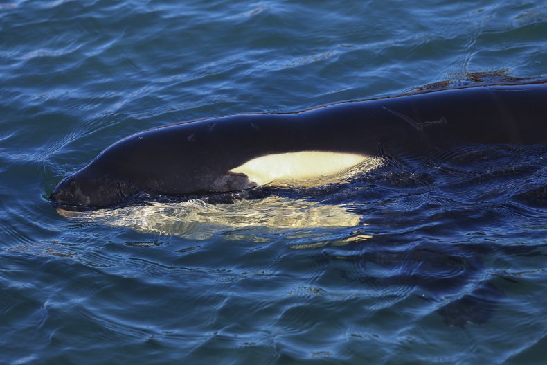 Orca seen in New Zealand