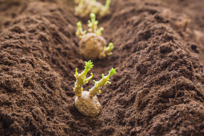 How To Prepare Potato Seeds
