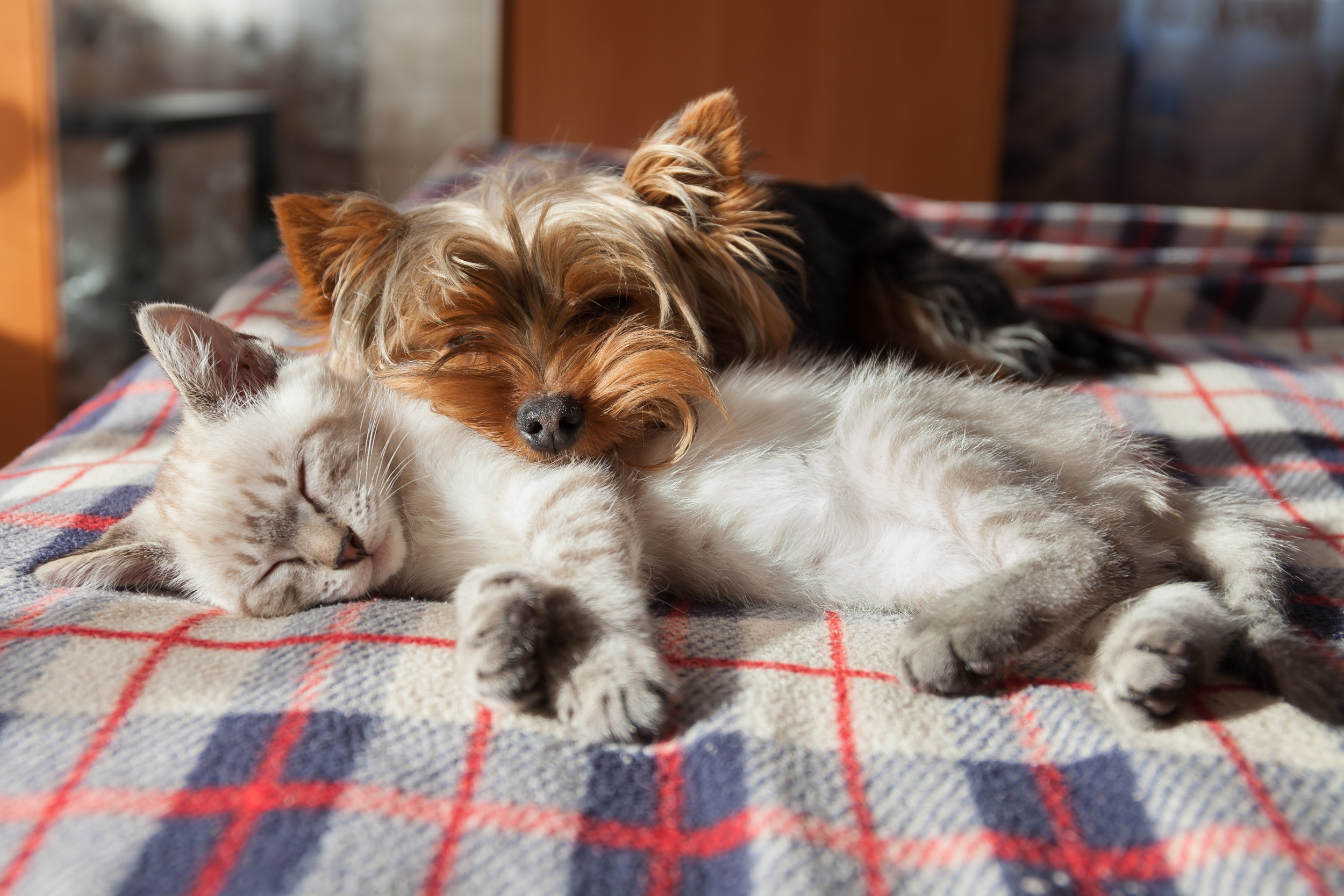 Cat’s Reaction to Being Used As Dog’s ‘Chew Toy’ Has Internet in Stitches