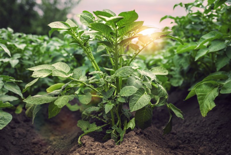 ow And When To Plant Potatoes