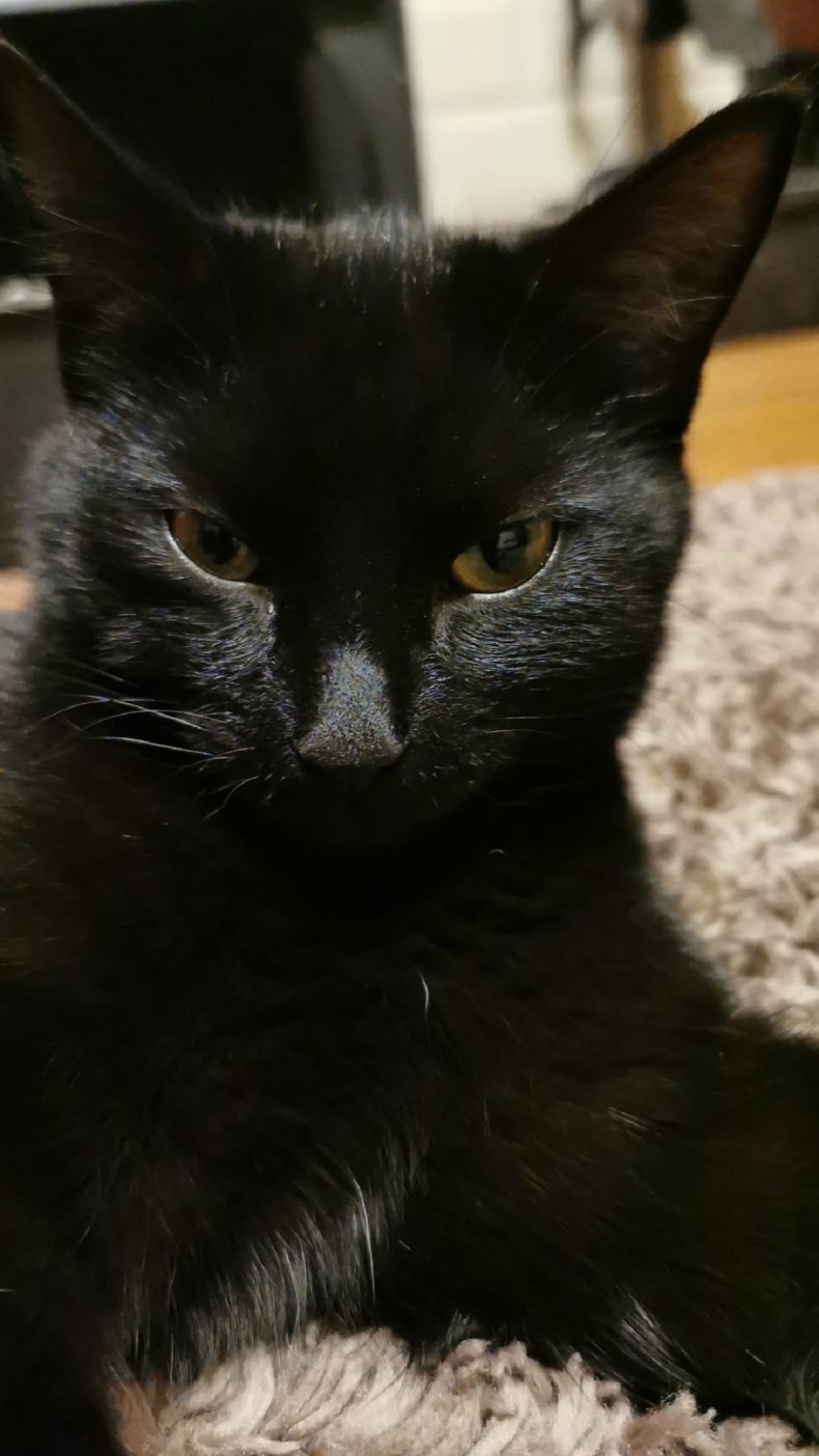 Poppy the cat.
