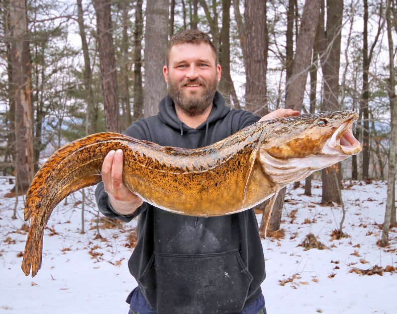 The New Hampshire state record turbot