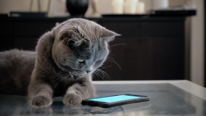 Cat and cell phone