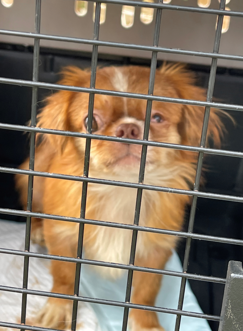 Nearly 30 Dogs Living in 'Inhumane Conditions' Rescued From Tennessee House
