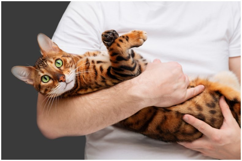 Stock image of man holding cat