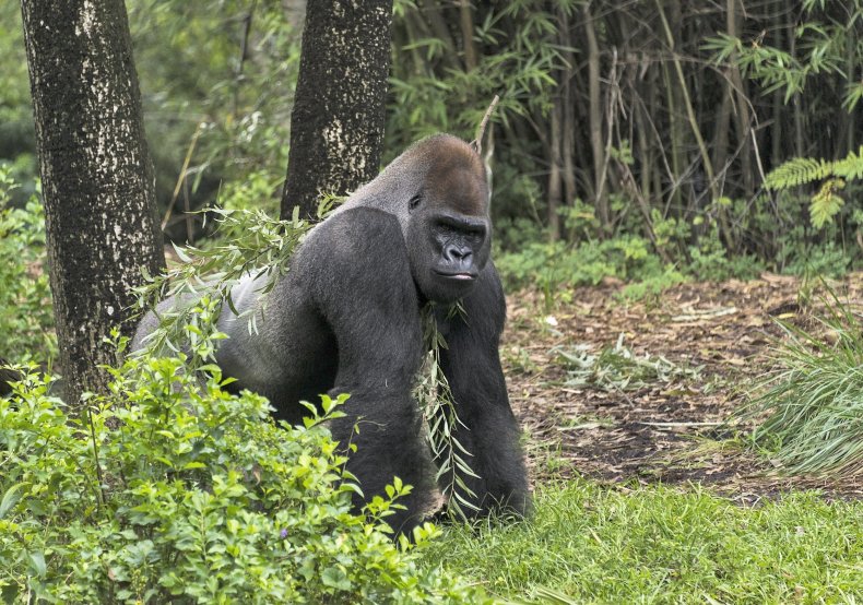 Lowland gorilla