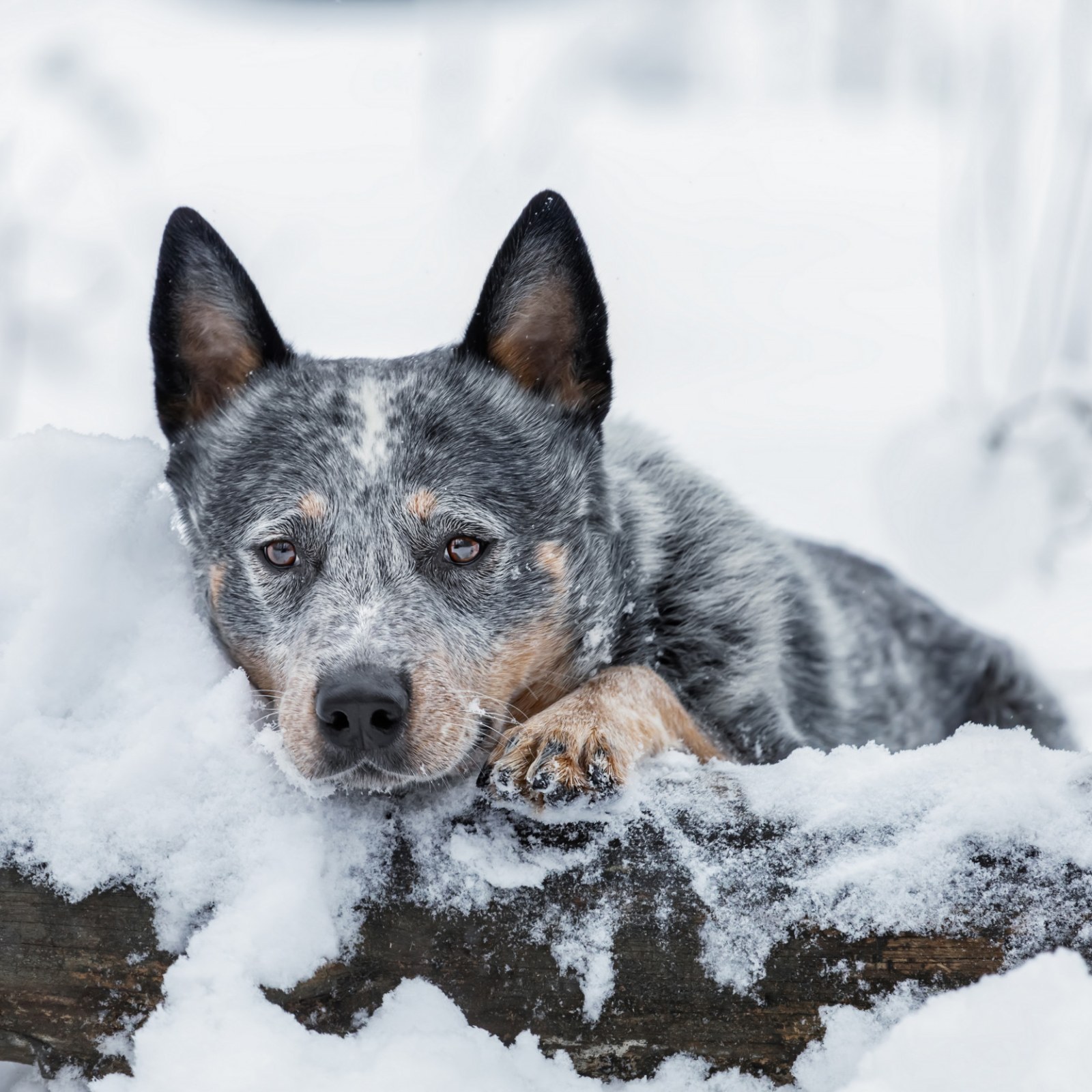 Missing Girl Survives Freezing Blizzard by Hugging Stray Dog for 18 Hours - Newsweek