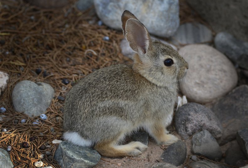 Desert Cotton Tail Rabbit in New Mexico
