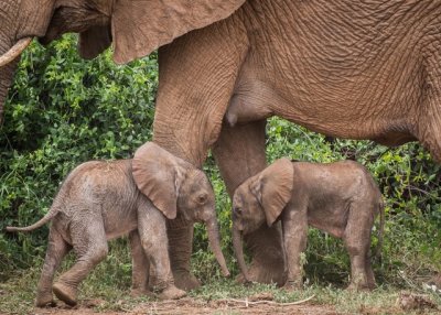 Elephant twins 