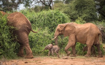 Elephant twins 