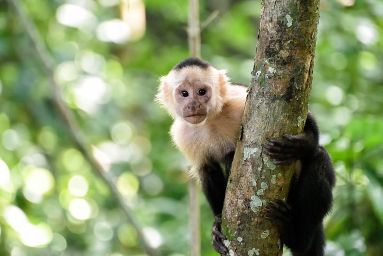 Cebus monkey in tree