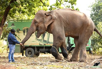 Worlds skinniest elephant