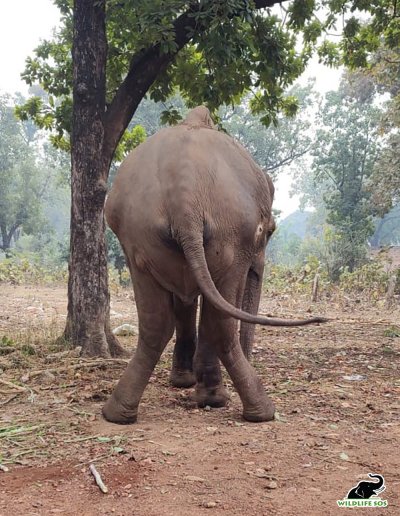 Worlds skinniest elephant